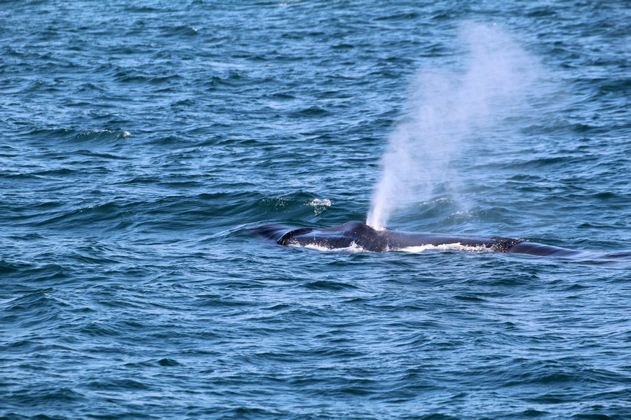 Fin whale blow and rostrum