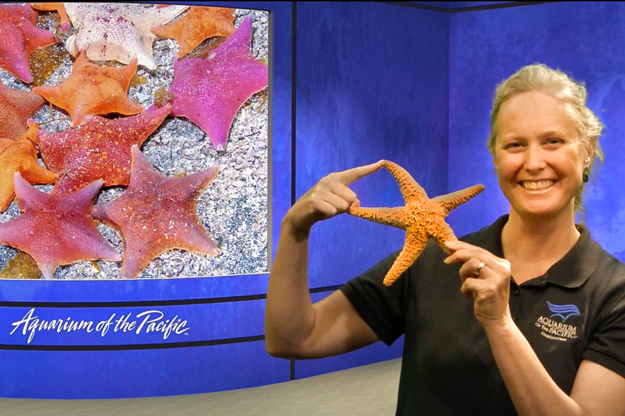 Online Academy educator holding sea star