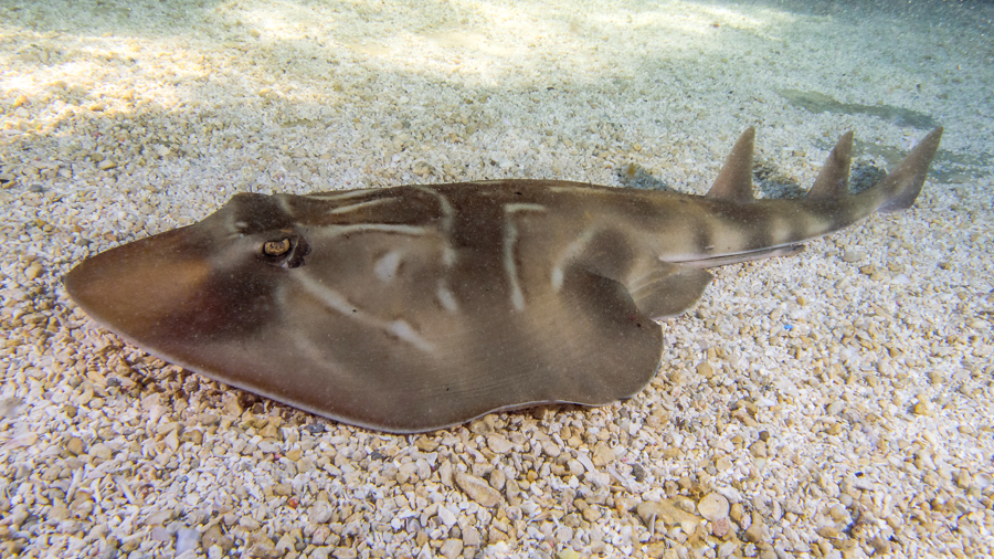 Fiddler Ray closeup