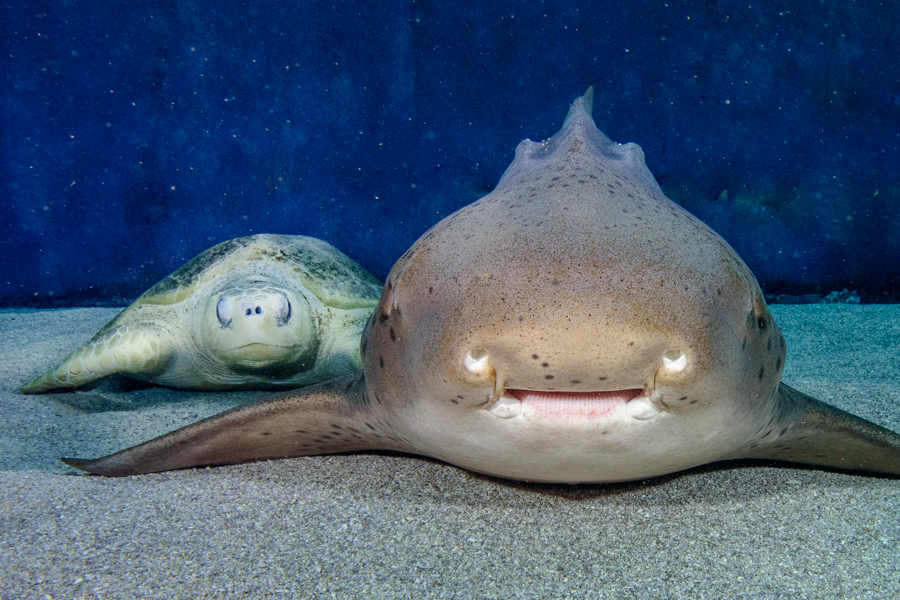 Sea turtle and zebra shark head on