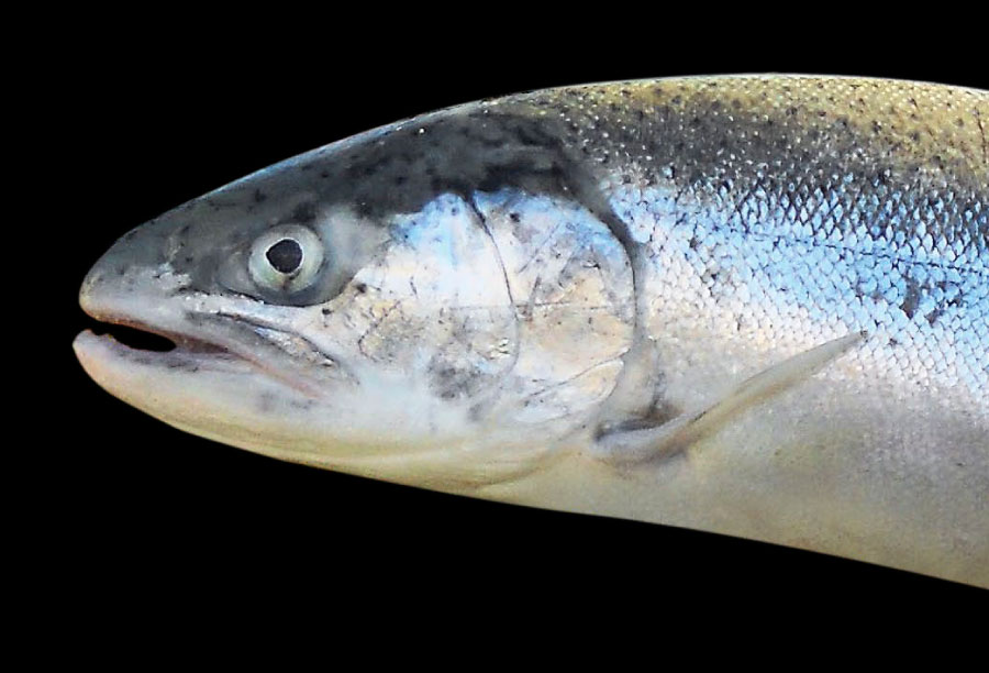 Head of steelhead fish