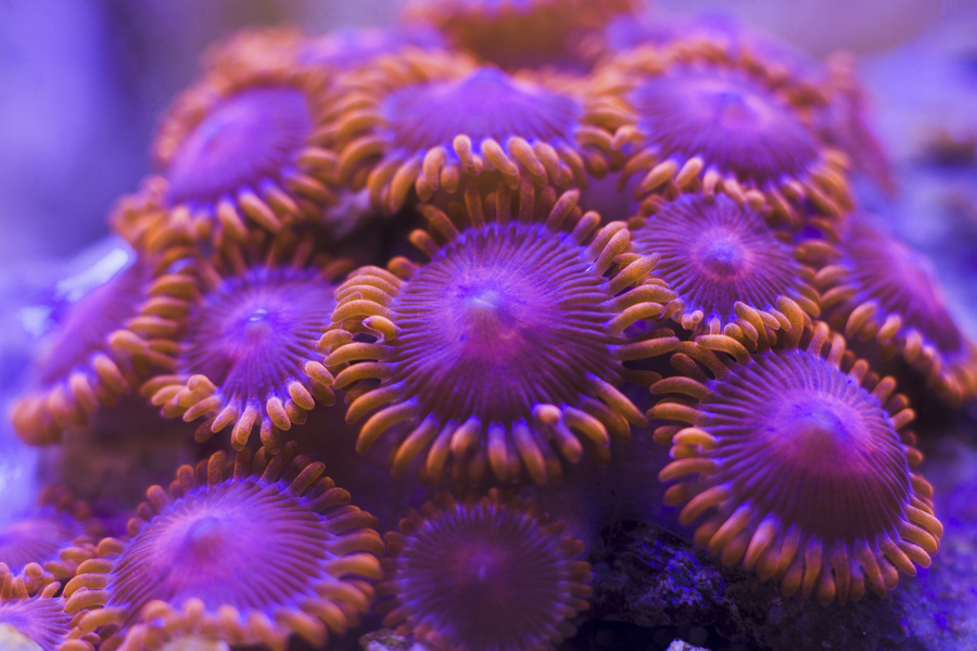 Zoanthus Coral