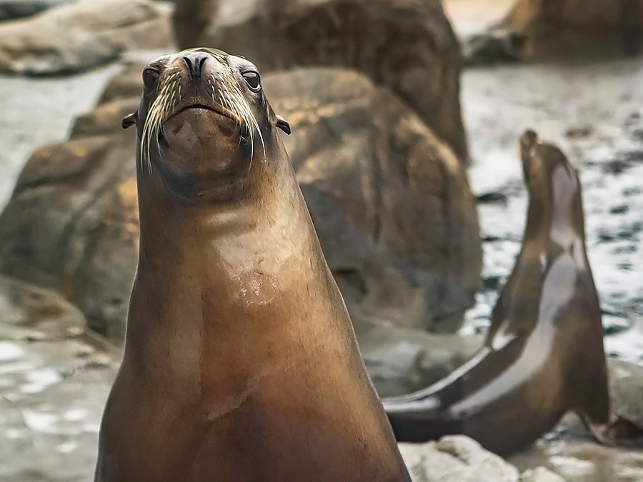 harpo and another sea lion