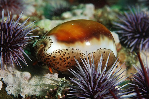 chestnut cowrie