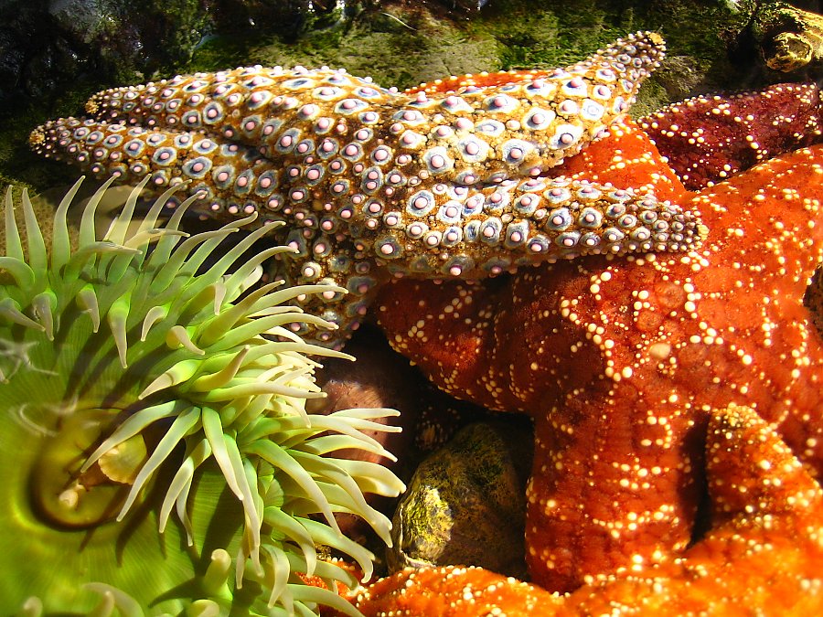 anemone and sea stars in a shallow tidepool