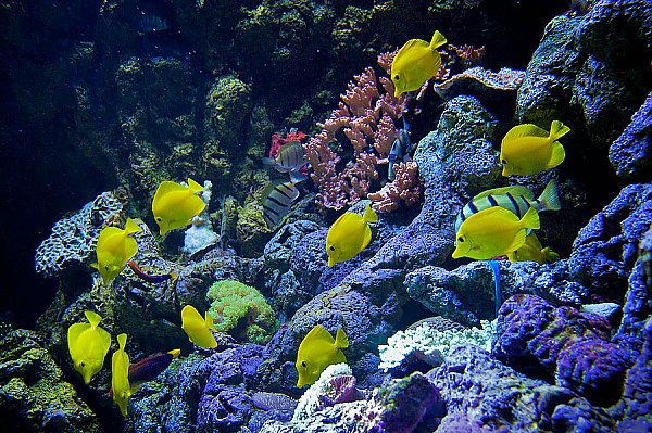 Hawaiian Reef Exhibit