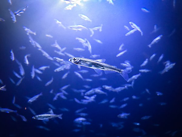 Small silver fish swimming in a school.