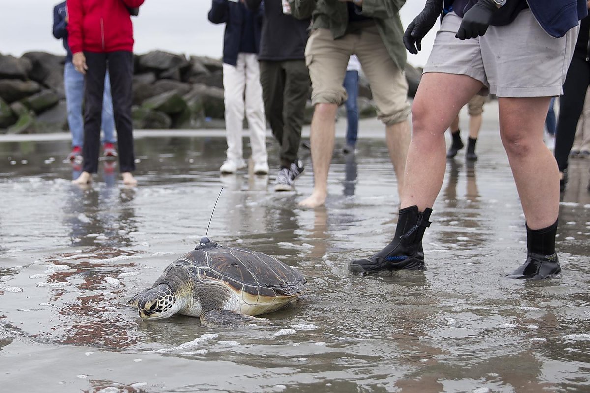 sea turtle with a radio tag is released on a beach while