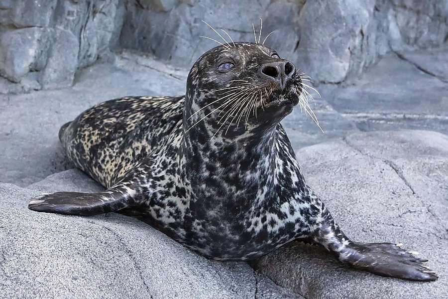 Shelby the seal lays on the ground