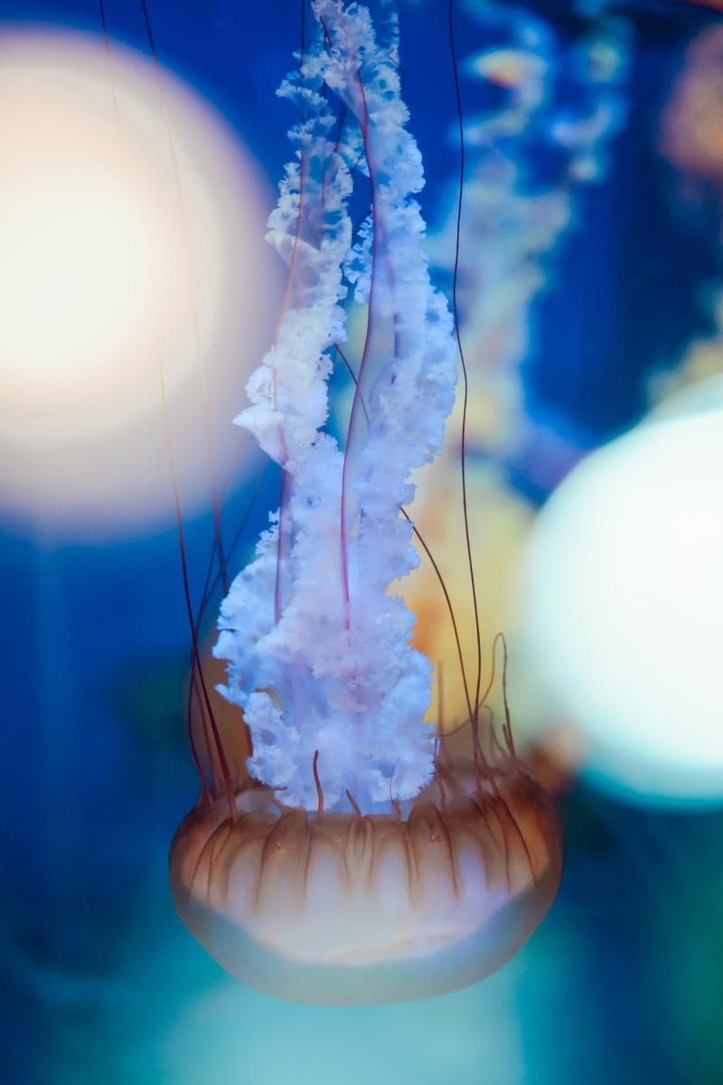 Pacific sea nettle