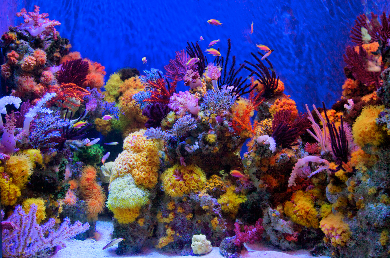 Coral and fish display