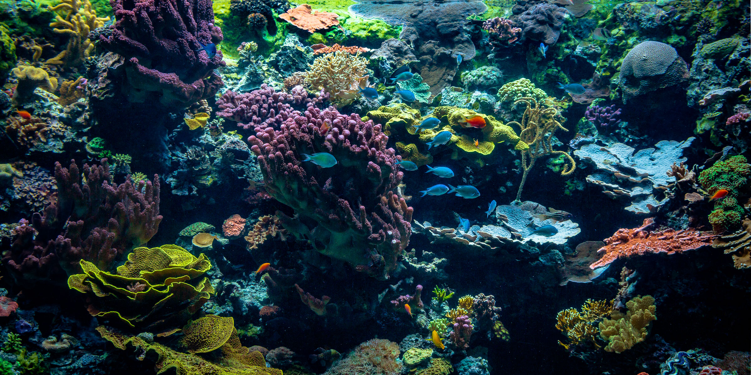 View of coral and fish on exhibit